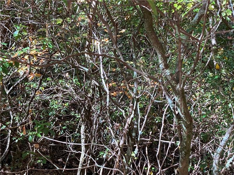 0 Prospector Place Sautee Nacoochee, GA 30571 - Photo 7 of 7 a view of a plant with a plant