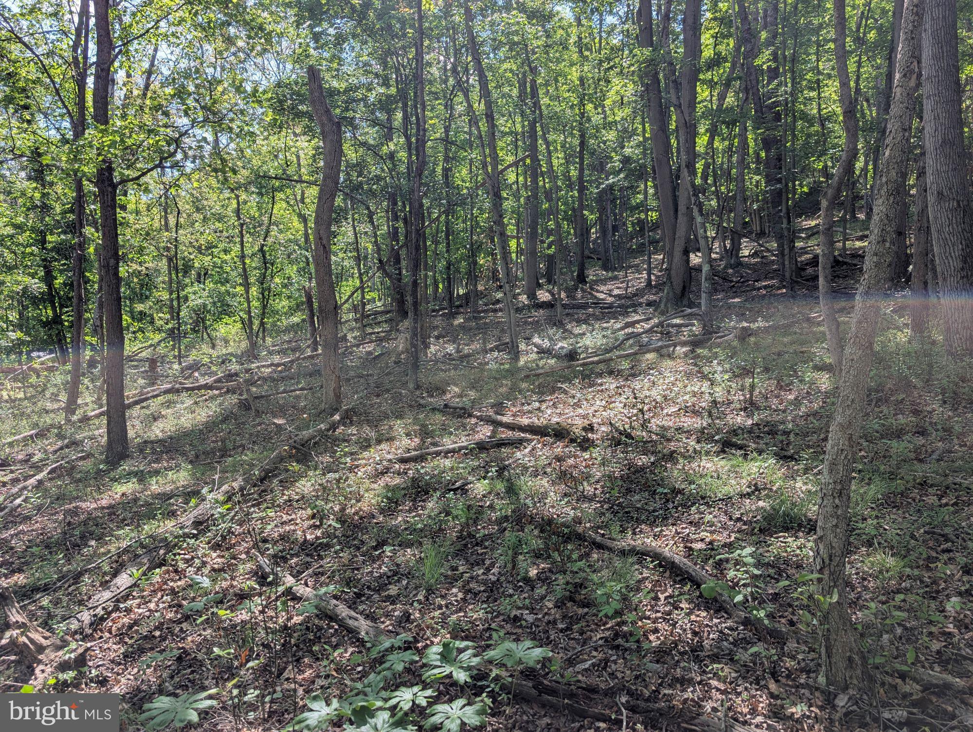 301 Bottom Road Great Cacapon, WV 25422 - Photo 8 of 11 a view of a forest with trees in the background