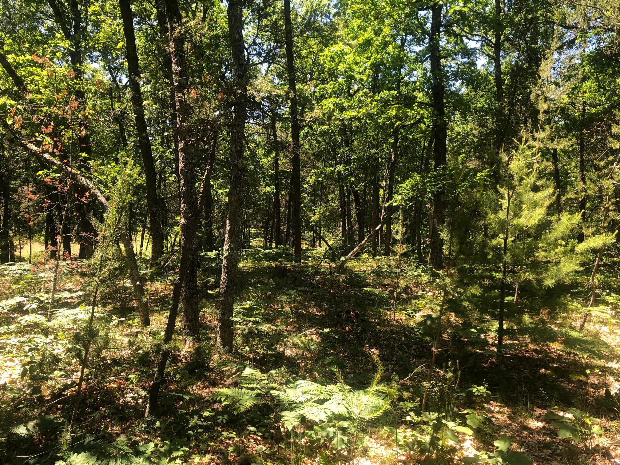 11591 North Campbell Road Manistee, MI 49660 - Photo 56 of 72 IMG_4296