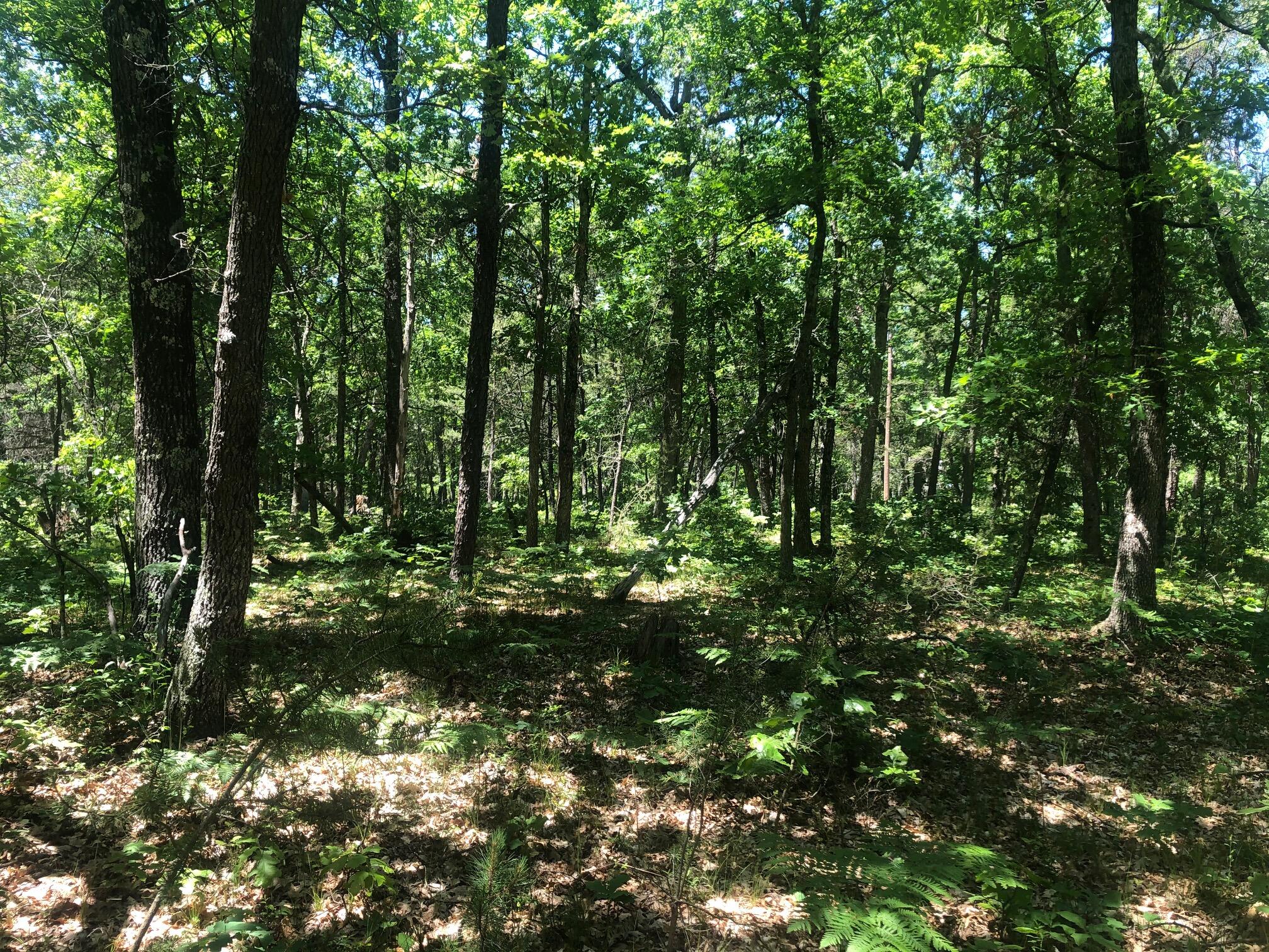 11591 North Campbell Road Manistee, MI 49660 - Photo 58 of 72 IMG_4298
