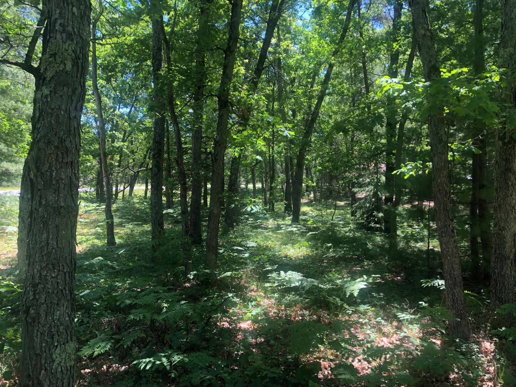 11591 North Campbell Road Manistee, MI 49660 - Photo 60 of 72 IMG_4300