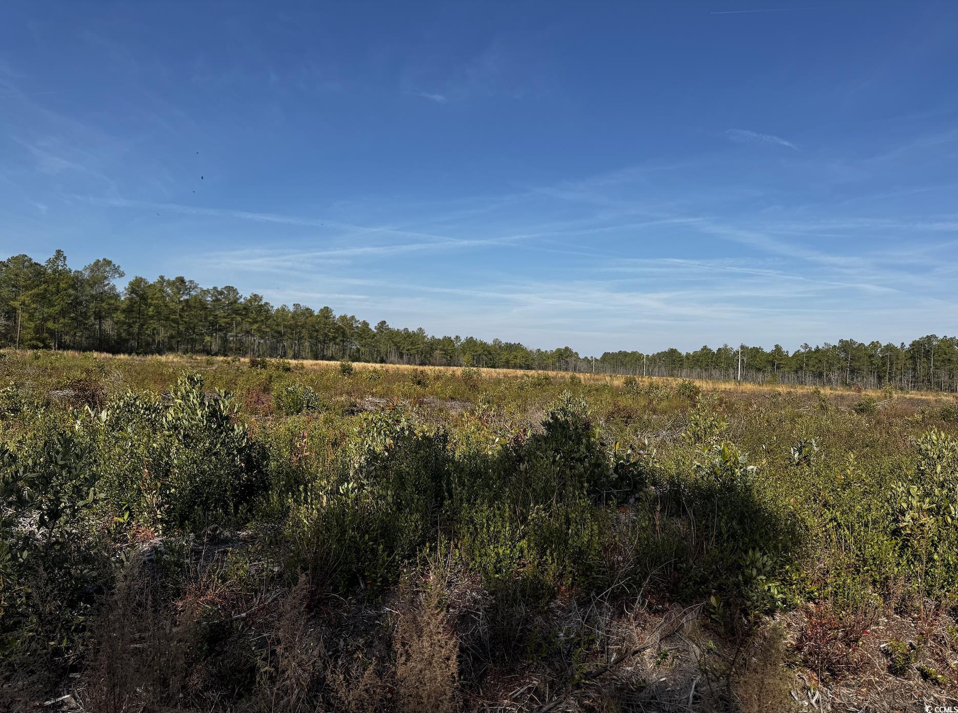 962 Bonnie Bay Road Loris, SC 29569 - Photo 2 of 2 View of local wilderness with a forest view
