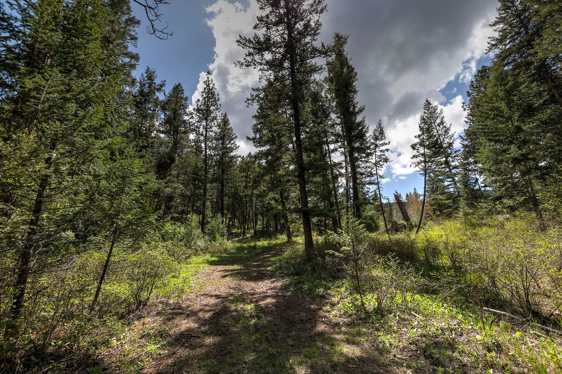13275 Balsam Root Road Lolo, MT 59847 - Photo 4 of 36 Gallery Image 4