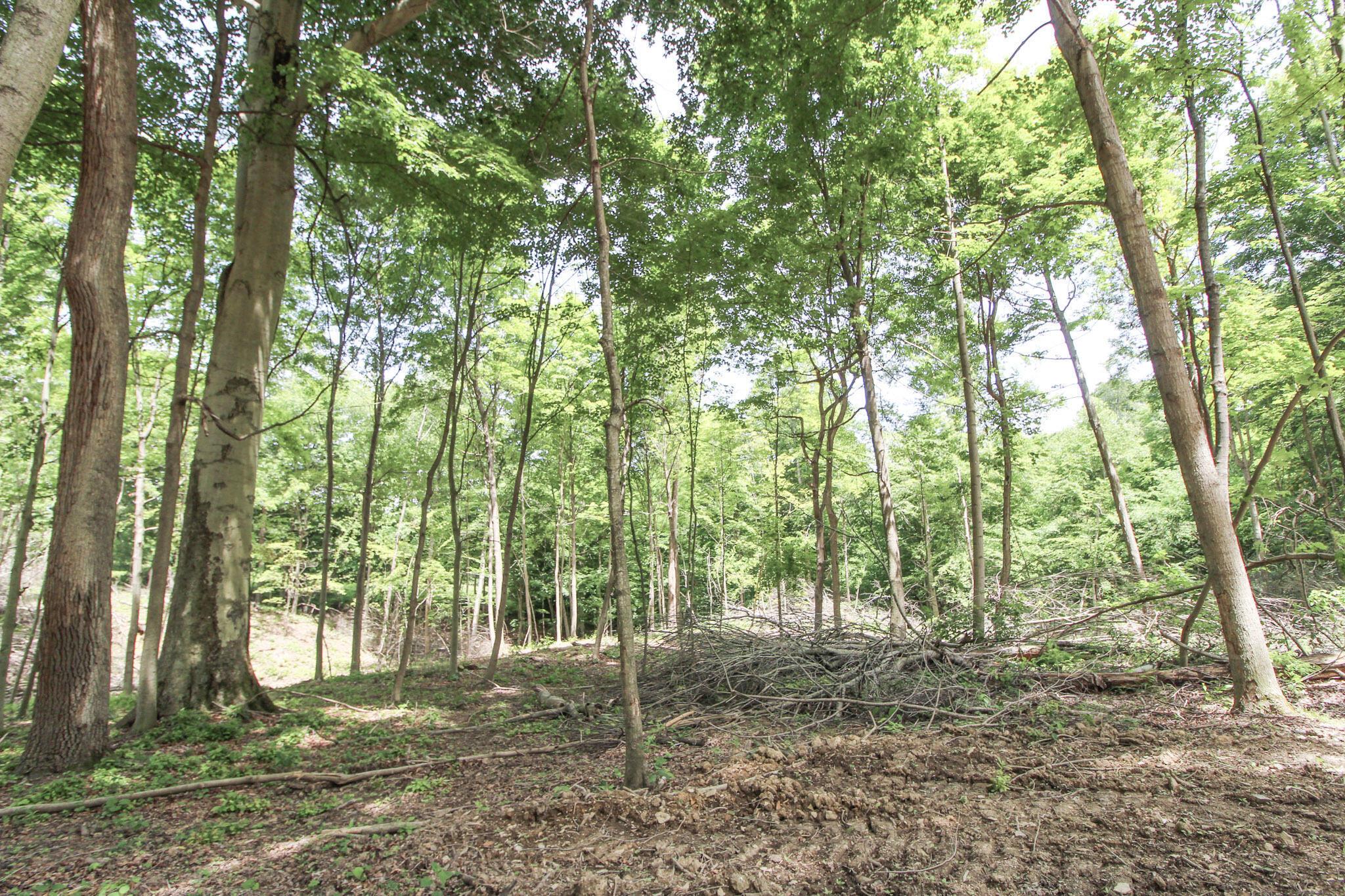 Lot 1 Mulberry Road Mount Perry, OH 43760 - Photo 13 of 31 14-IMG_8660