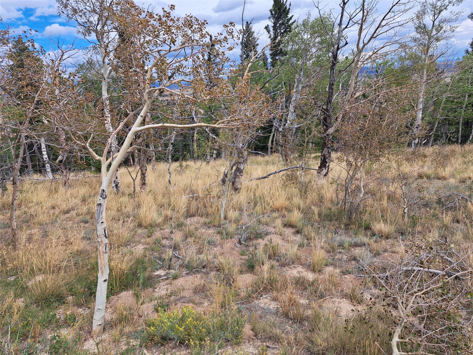 1844 High Creek Road Fairplay, CO 80440 - Photo 23 of 29 Gallery Image 23