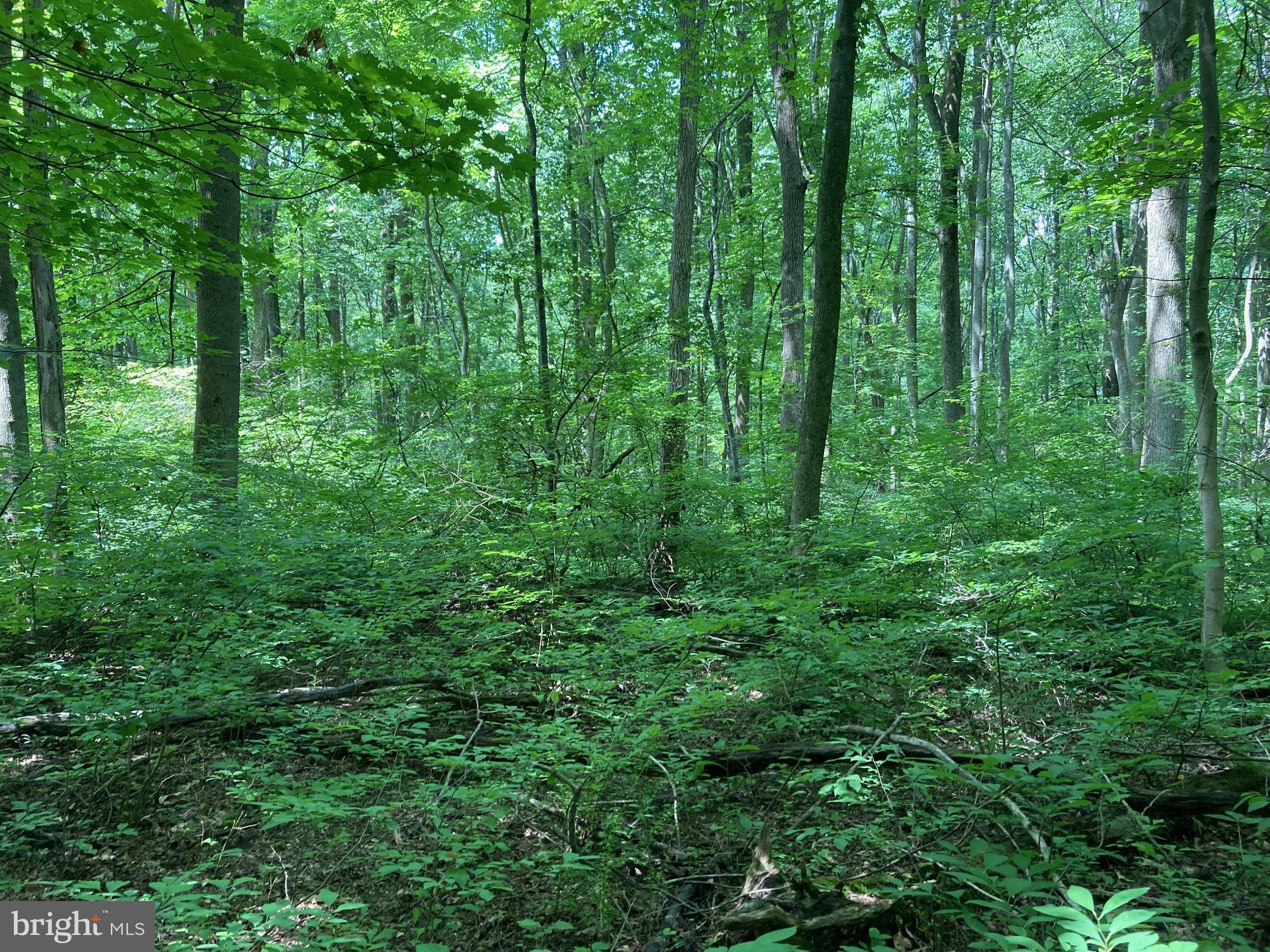 Spruce Run Road Myersville, MD 21773 - Photo 32 of 45