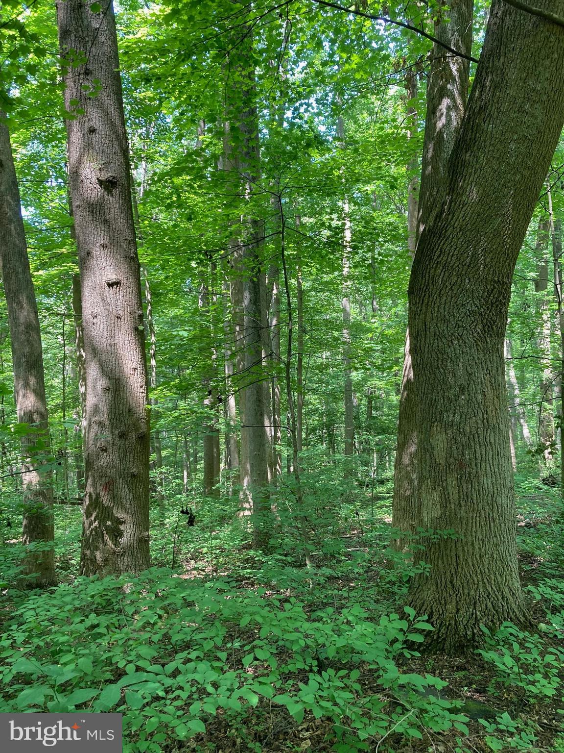 Spruce Run Road Myersville, MD 21773 - Photo 34 of 45