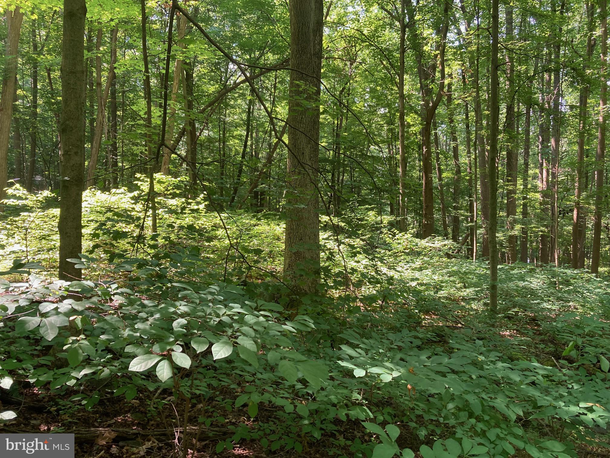 Spruce Run Road Myersville, MD 21773 - Photo 35 of 45