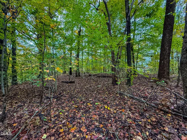 a view of a forest with trees
