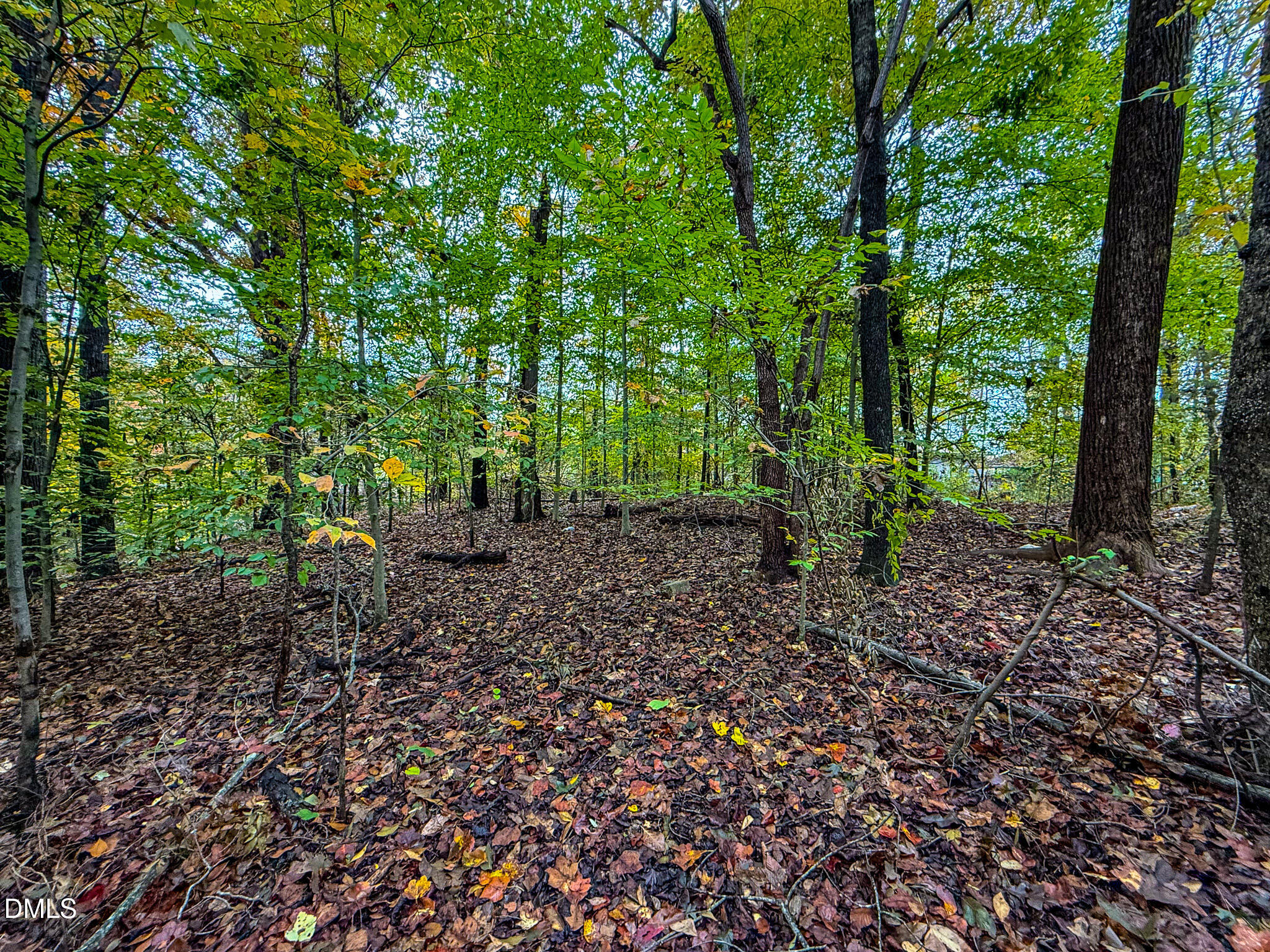 143 Lankford Street Roxboro, NC 27573 - Photo 4 of 6 a view of a forest that has large trees