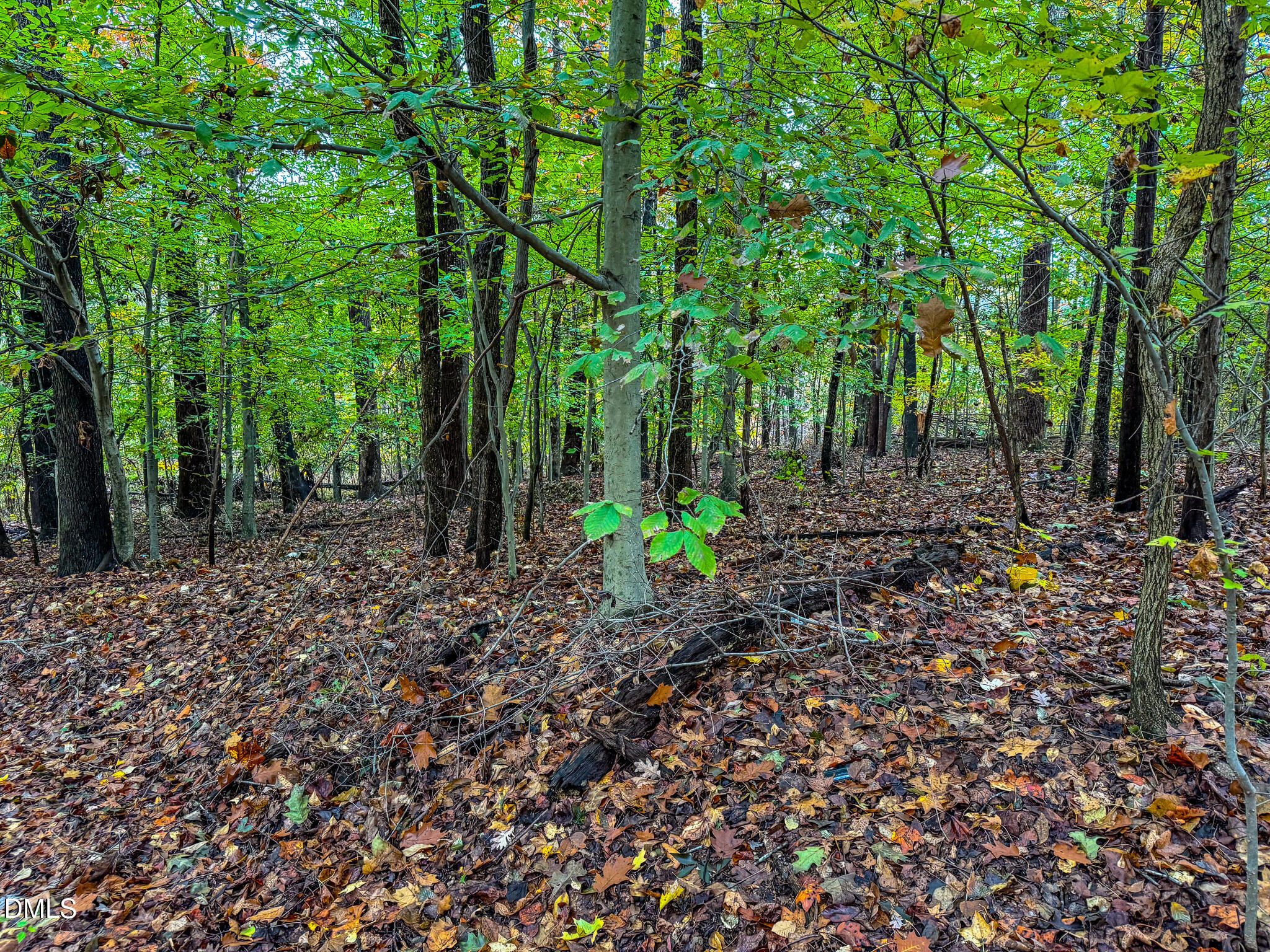 143 Lankford Street Roxboro, NC 27573 - Photo 6 of 6 a view of outdoor space and tree