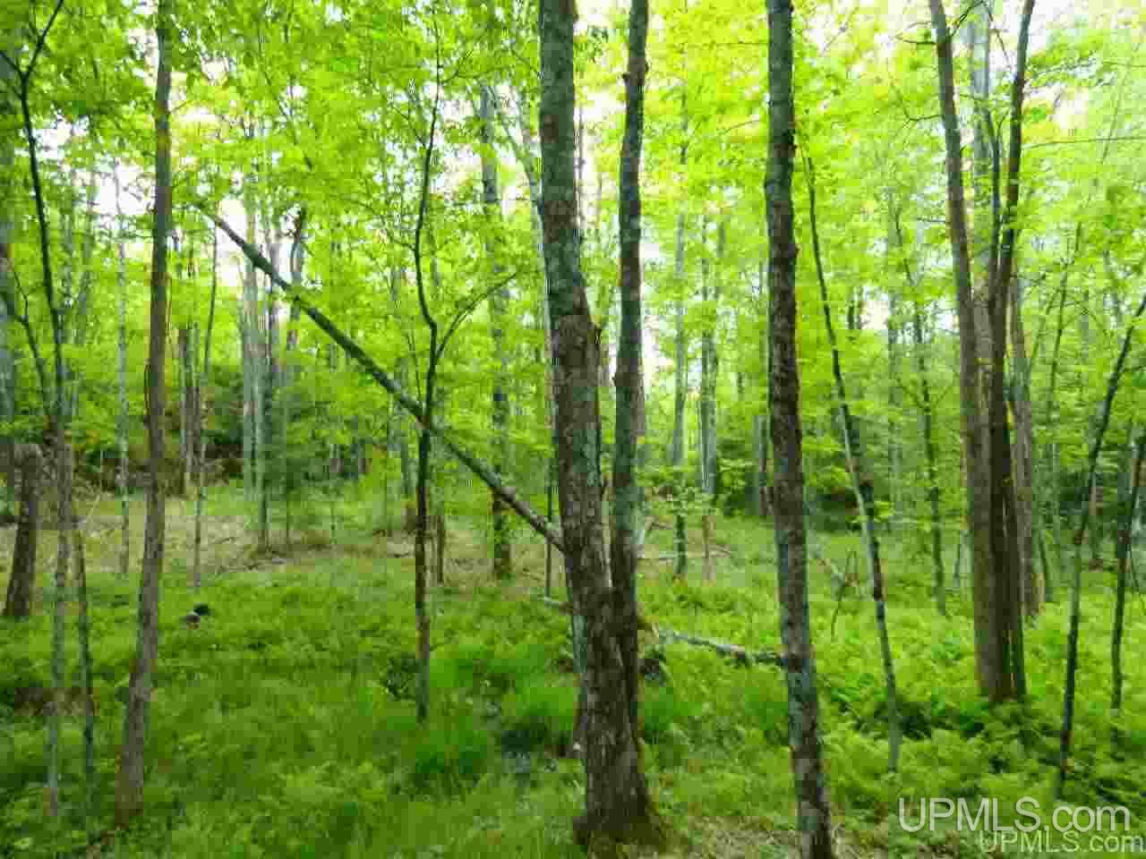 80-acres Dog Patch Road Lanse, MI 49946 - Photo 9 of 50 Gallery Image 9