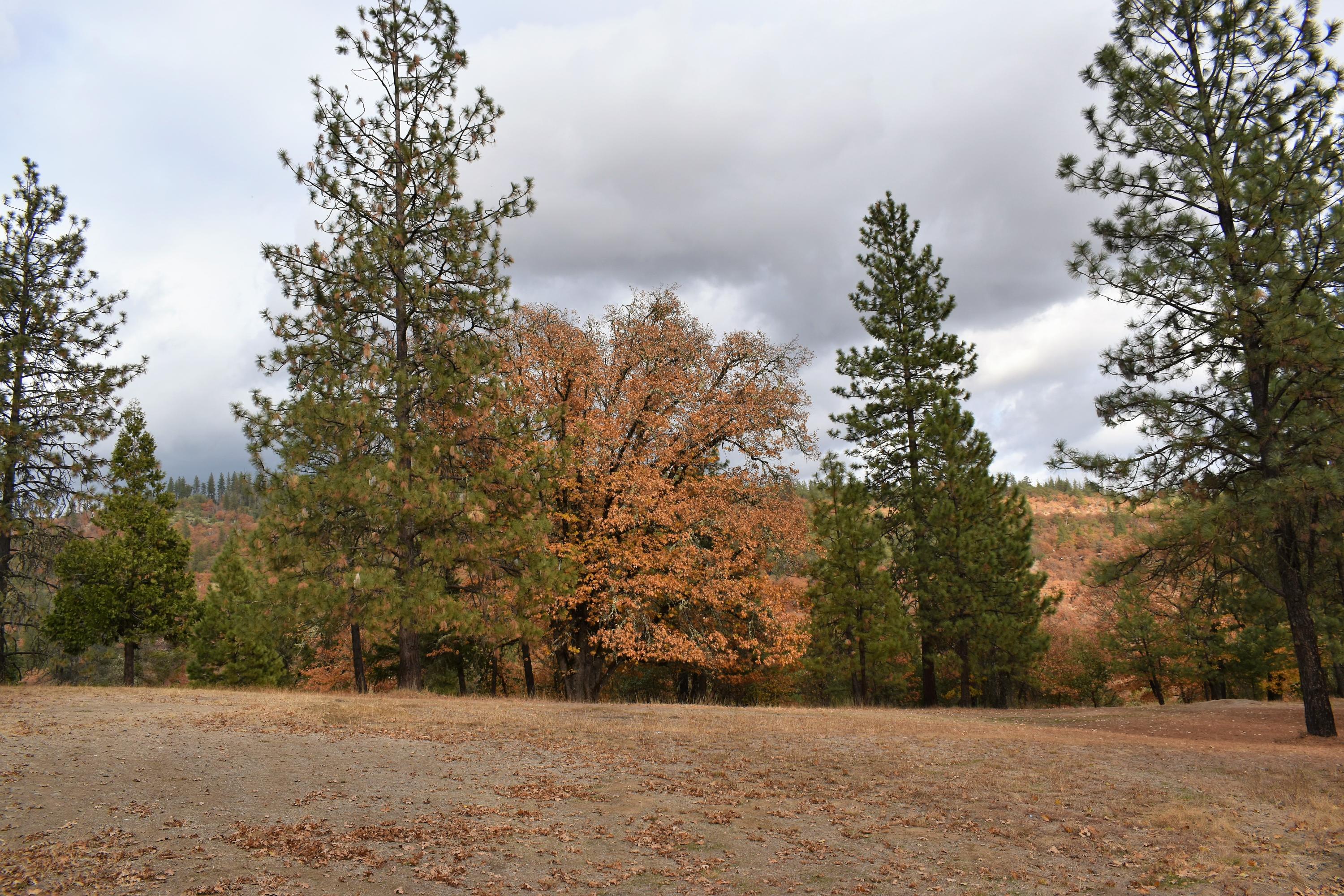 15001 Meadows Road White City, OR 97503 - Photo 49 of 54 49 Scenery