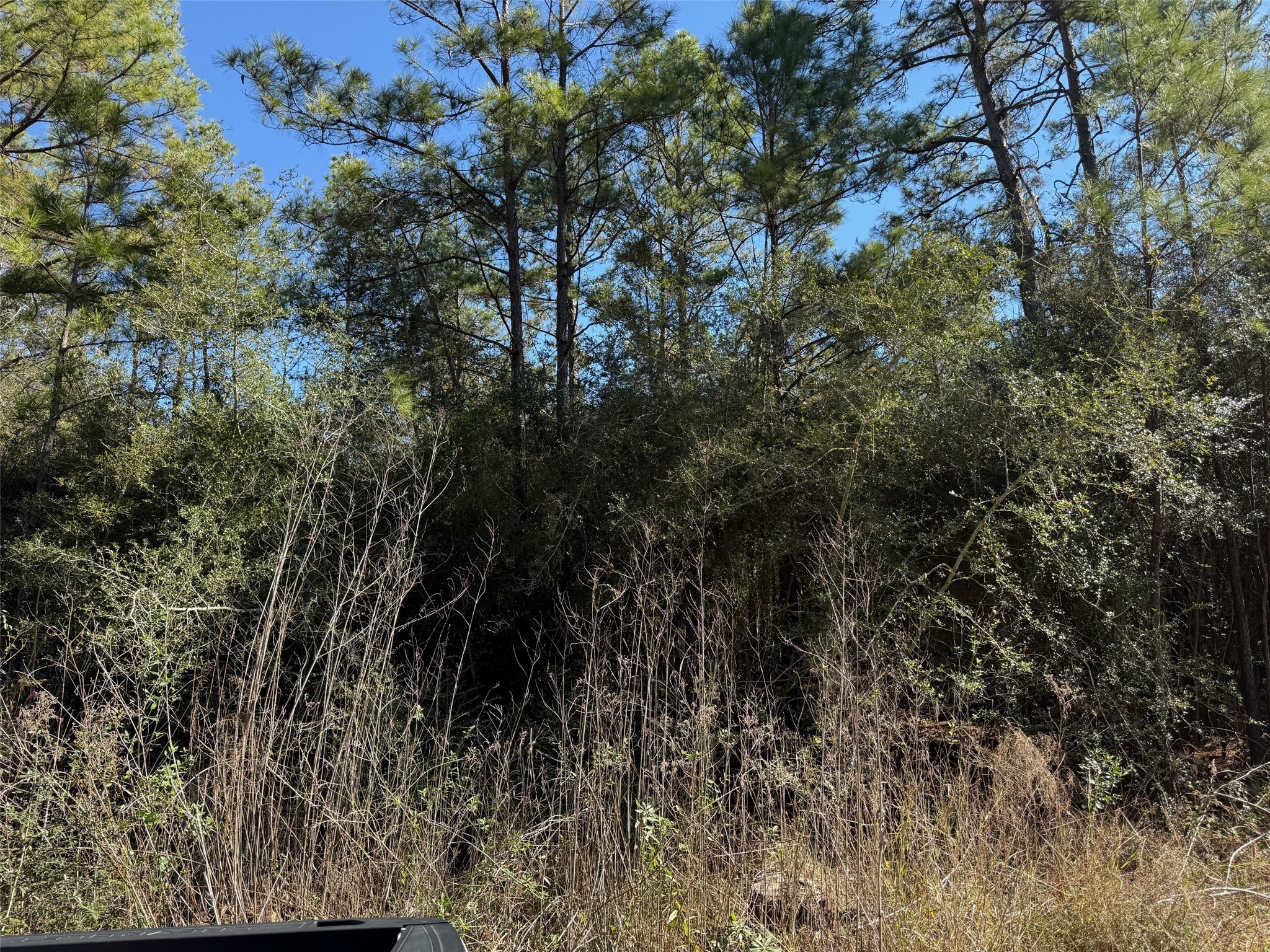 0 Baltic Drive Humble, TX 77346 - Photo 3 of 12 a view of a tree