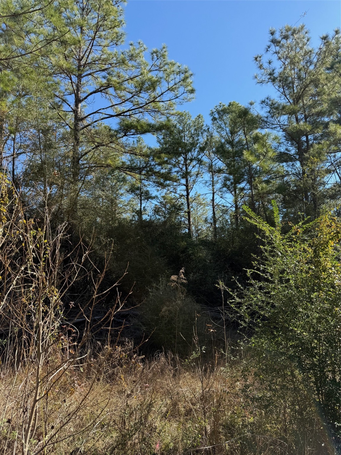 0 Baltic Drive Humble, TX 77346 - Photo 7 of 12 a view of outdoor space and a garden