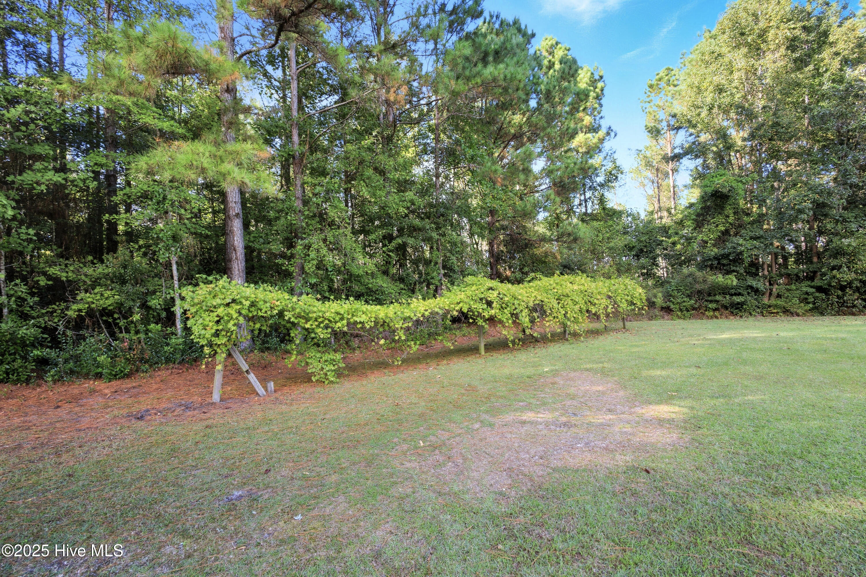 6079 Bell Williams Road Currie, NC 28435 - Photo 41 of 41 Grape Vine