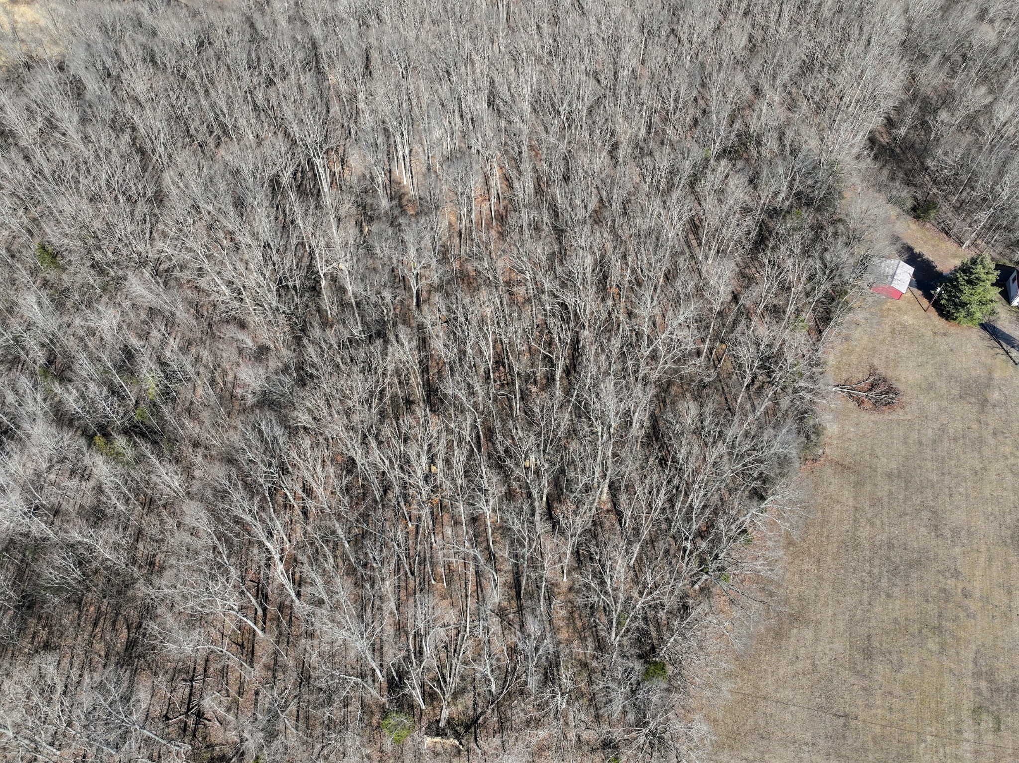 0 Highway 49w Tennessee Ridge Tennessee Ridge, TN 37178 - Photo 6 of 8 a view of a dry yard
