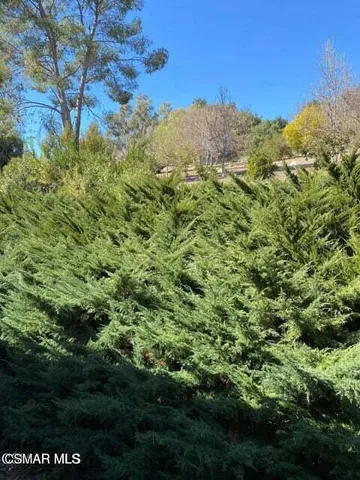 a view of a bunch of trees and bushes