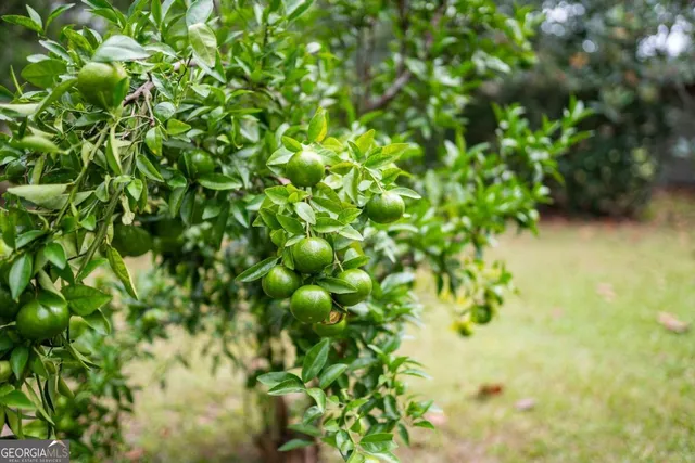 a view of a garden with a building