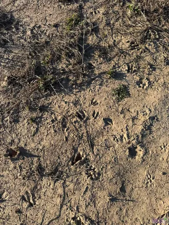 $104,900 | 450 Mt Hermon La, Mount Hermon, LA 70450