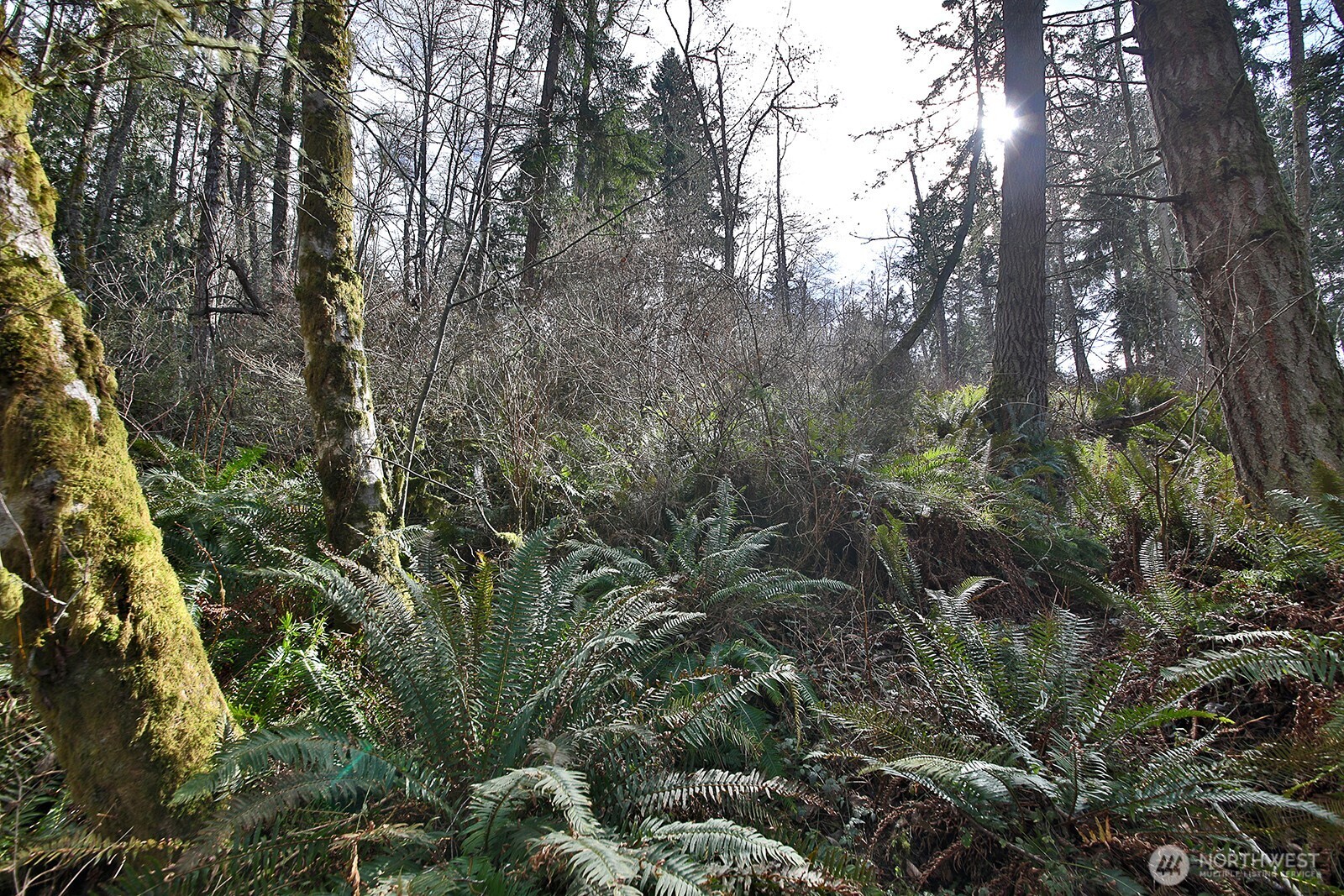 -xxx Xxx Scatchet Head Road Clinton, WA 98236 - Photo 12 of 34 a view of a forest with lots of trees