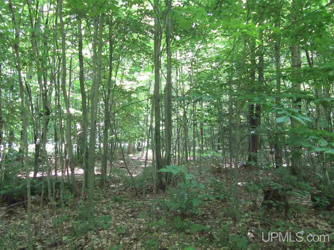 Tbd East Edge Road Germfask, MI 49836 - Photo 8 of 16 Gallery Image 8