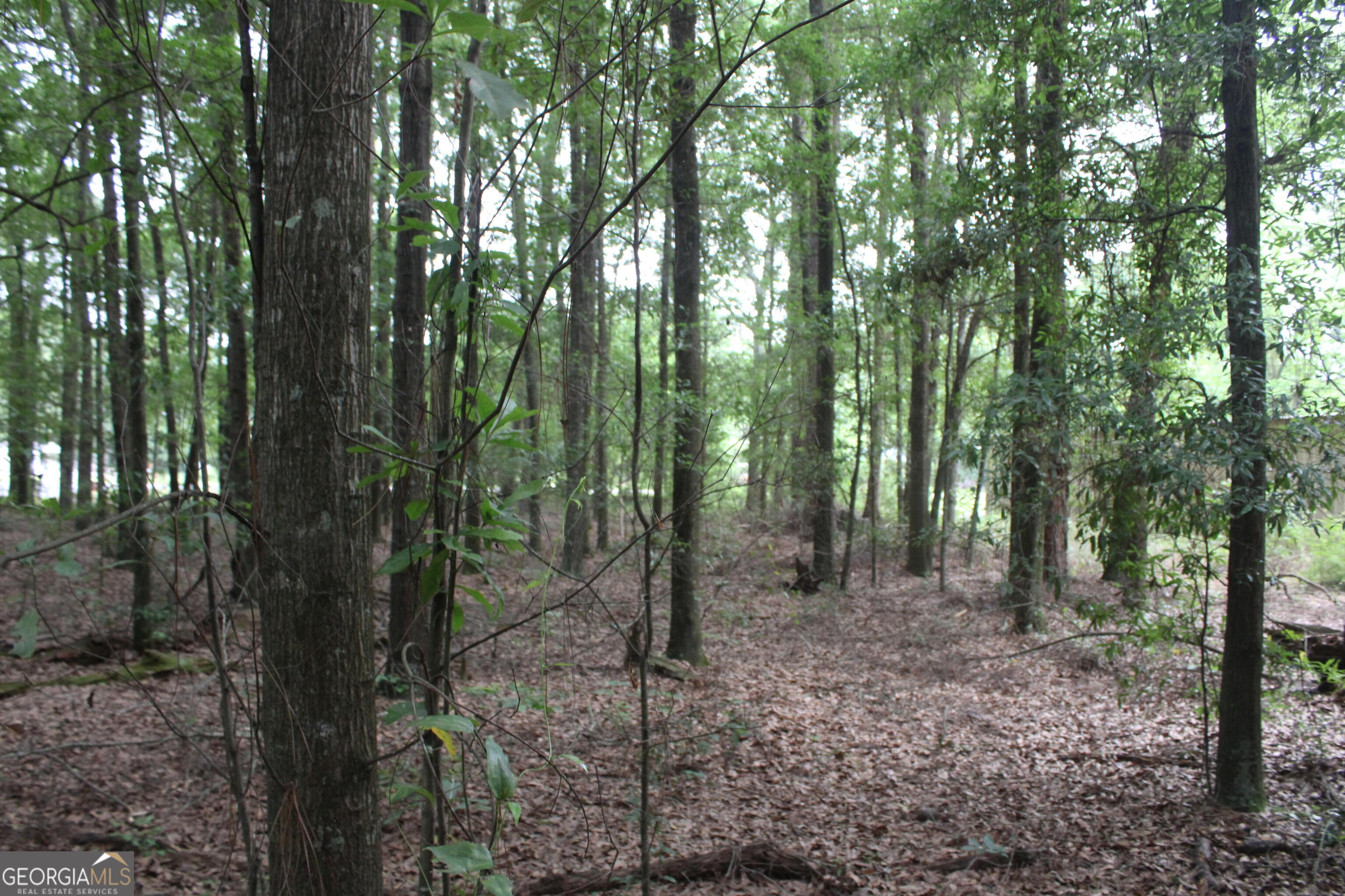 0 South State Route 49 Road Oglethorpe, GA 31068 - Photo 3 of 16