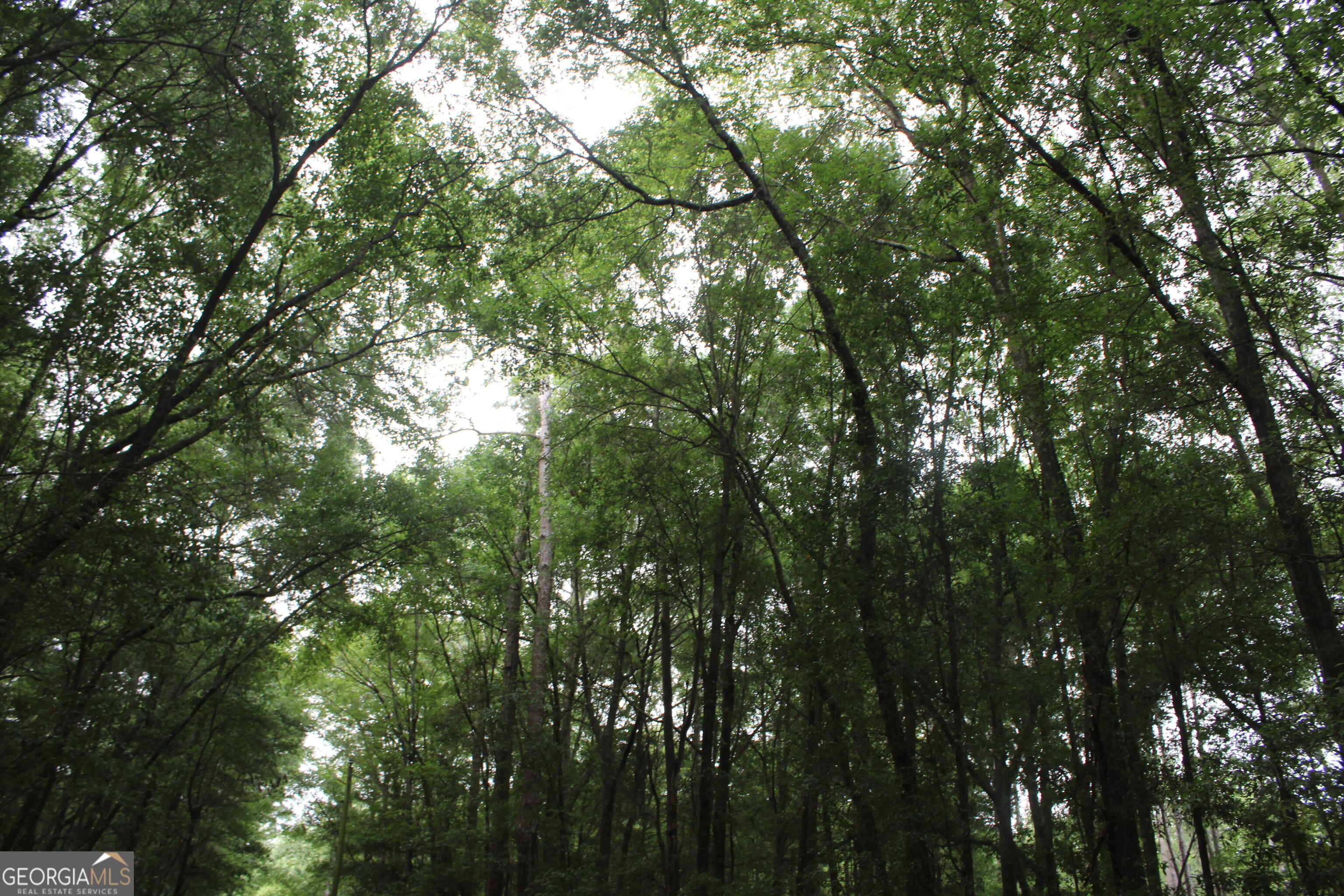 0 South State Route 49 Road Oglethorpe, GA 31068 - Photo 5 of 16