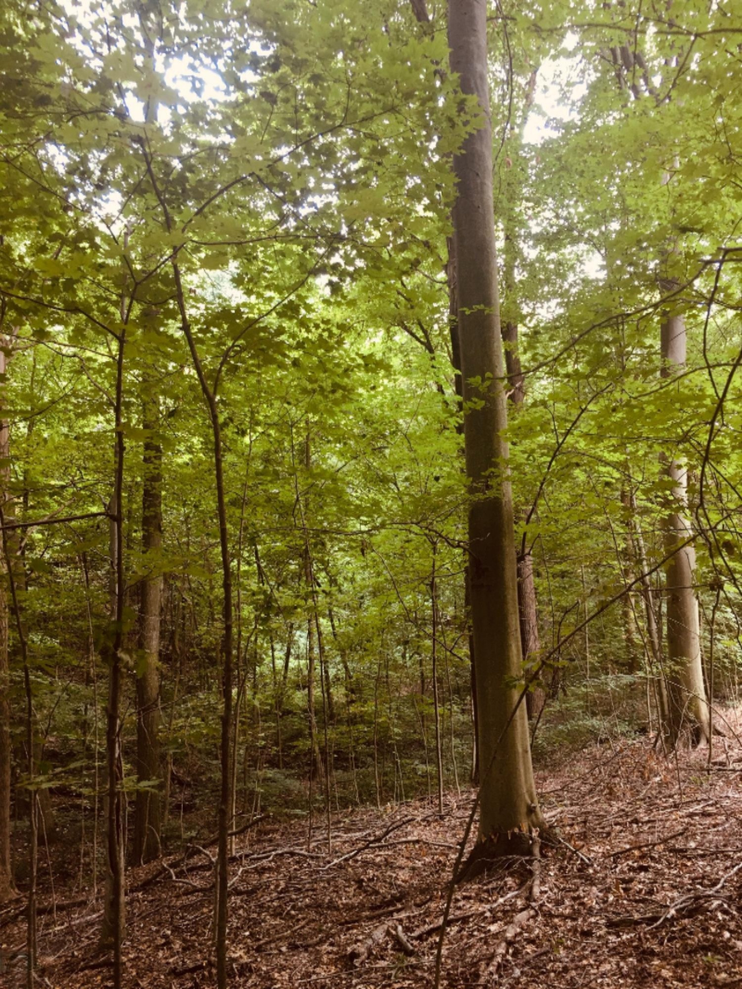 1961 Camp Madron Road, Unit 31 Buchanan, MI 49107 - Photo 20 of 36 31 Camp Madron Trees 9.1.20