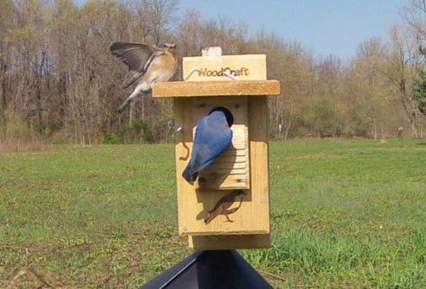 1961 Camp Madron Road, Unit 31 Buchanan, MI 49107 - Photo 28 of 36 Camp Madron Bluebird Image