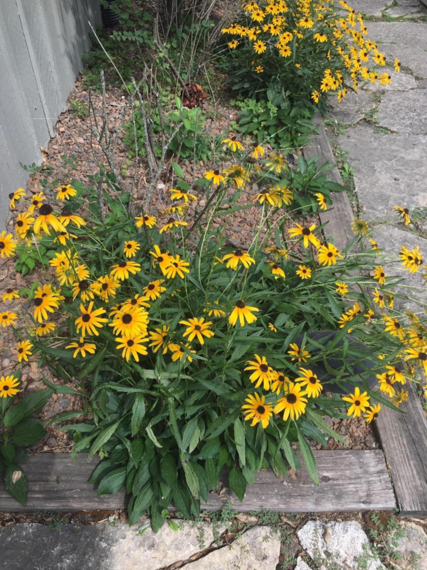 1961 Camp Madron Road, Unit 31 Buchanan, MI 49107 - Photo 29 of 36 31 Camp Madron Flowers 9.1.20