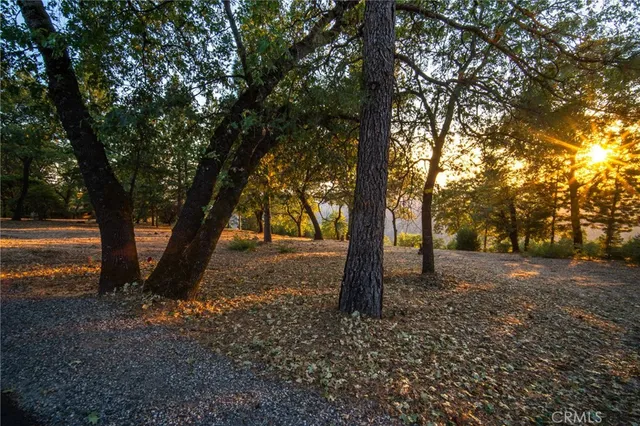a view of a tree in the middle of a forest