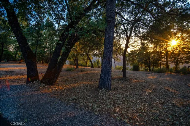 a view of a tree in the middle of a forest