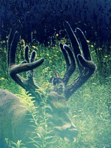 $1 | 0 Elvis Avenue, Knox City, MO 63446