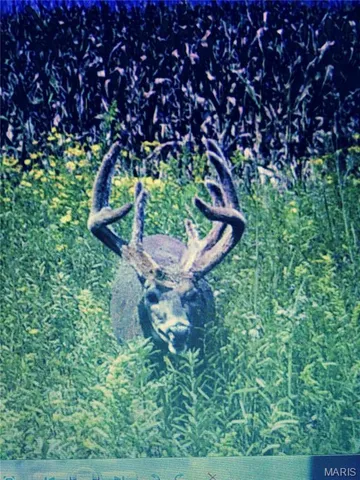 $1 | 0 Elvis Avenue, Knox City, MO 63446