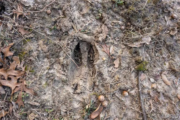 $1 | 0 Elvis Avenue, Knox City, MO 63446