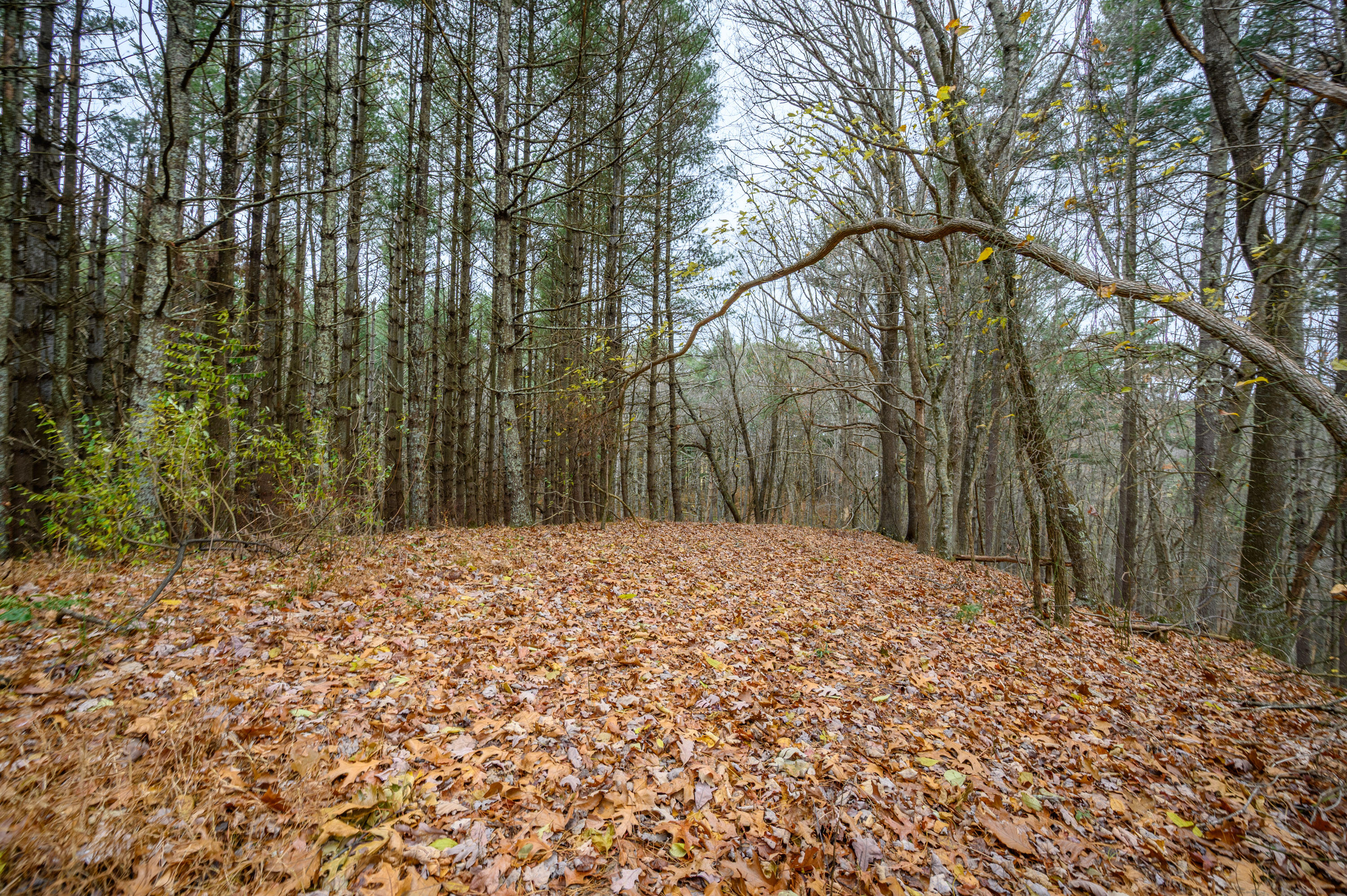 3200 Stonewall Road Northeast Check, VA 24072 - Photo 8 of 16 a backyard of a house with large trees