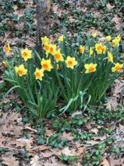 1133 Edgewater Drive Naperville, IL 60540 - Photo 35 of 37 a view of a tree