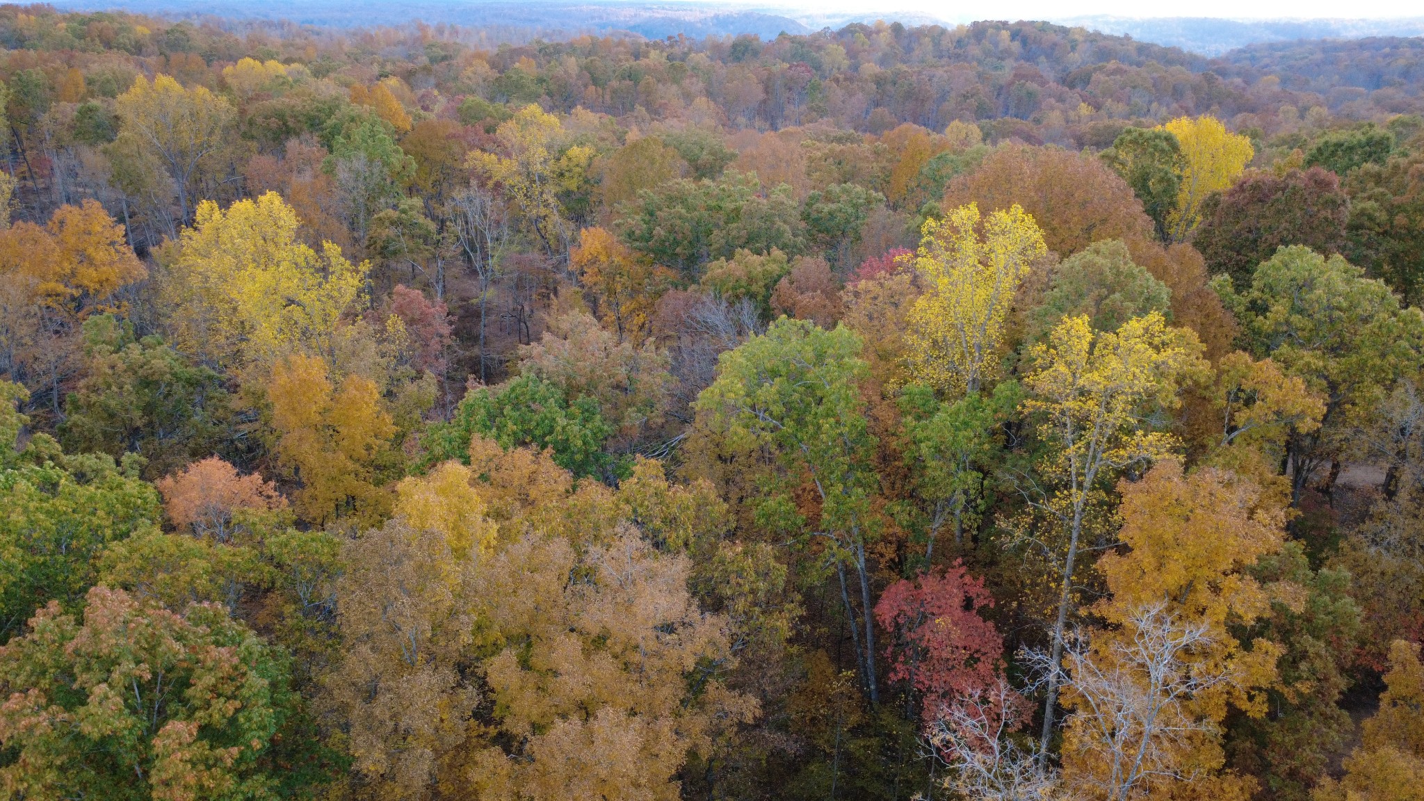 1148 Stoltz Road Centerville, TN 37033 - Photo 59 of 63 a view of a forest with mountains in the background