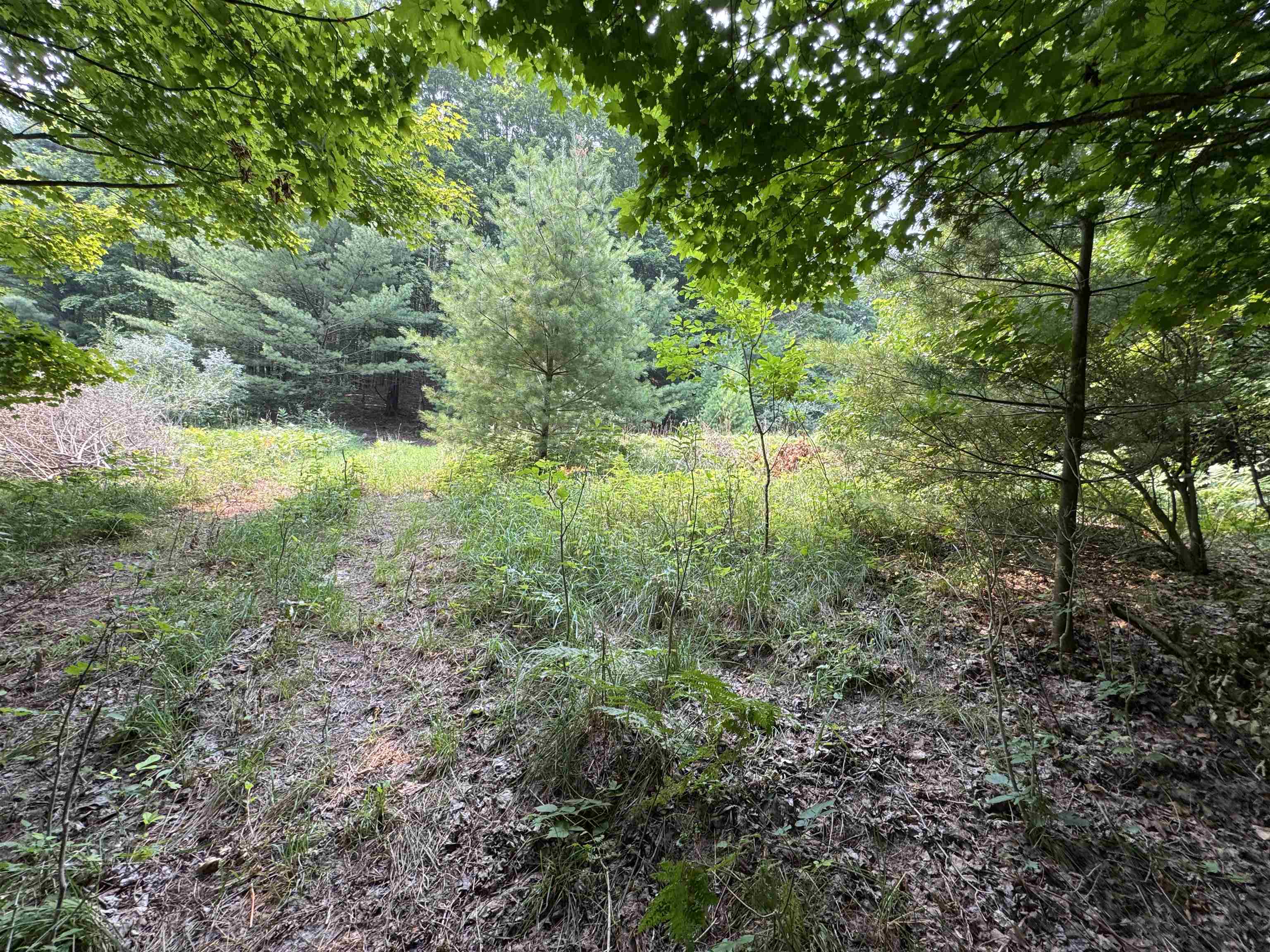 Lot #4 East Bellinger Road, Unit BELLINGER ESTATES Cedar, MI 49621 - Photo 20 of 27