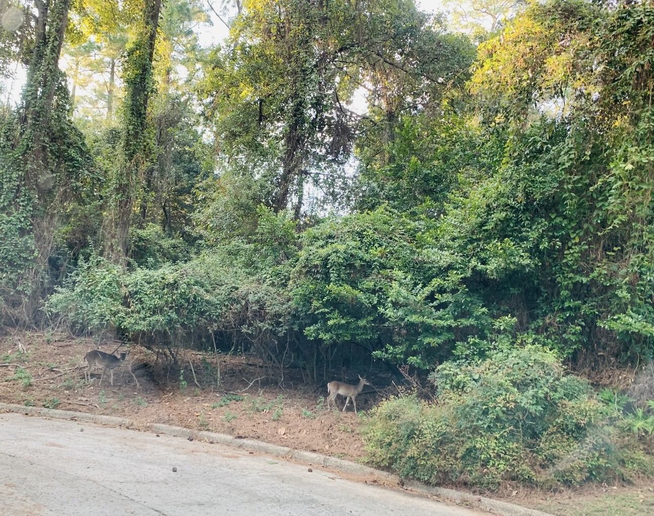 3007 Willowbend Road Montgomery, TX 77356 - Photo 41 of 43 a view of a lake view with green space