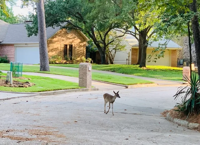 a view of outdoor space lake and boats