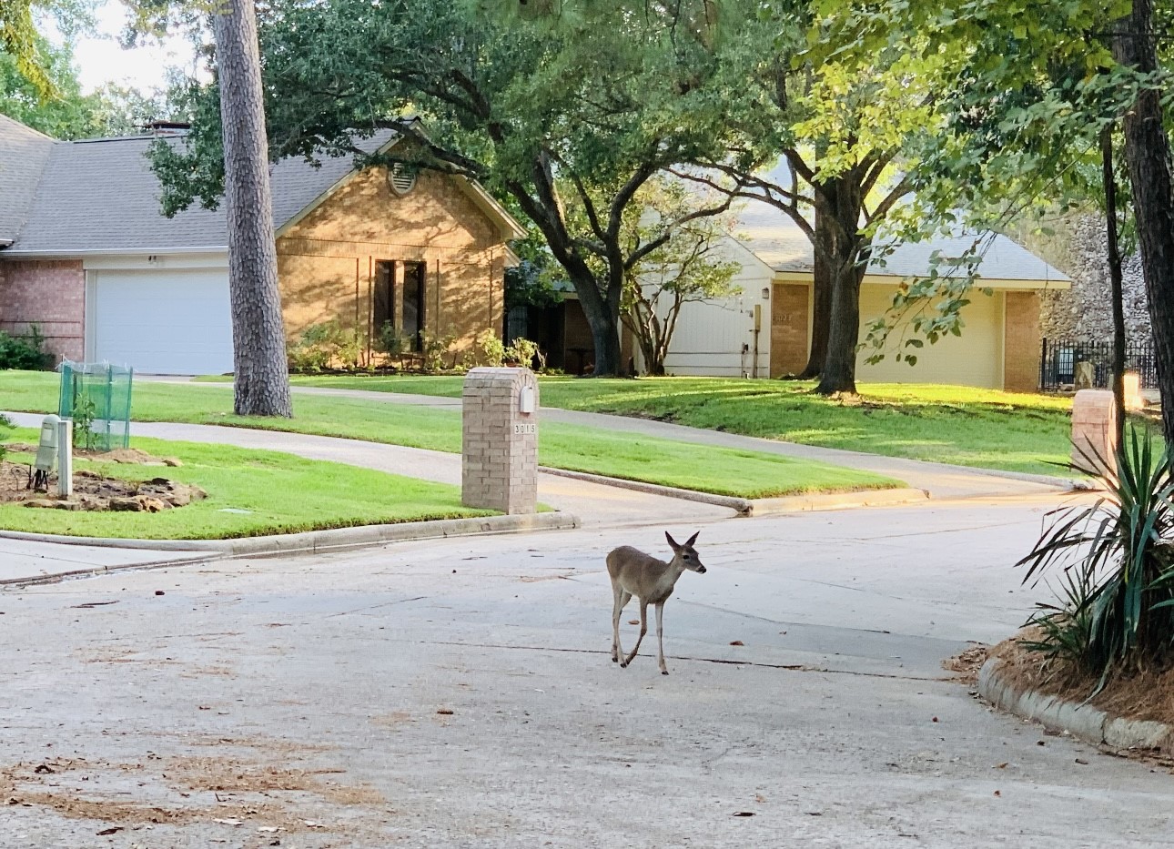 3007 Willowbend Road Montgomery, TX 77356 - Photo 42 of 43 a view of a house with a backyard and a tree