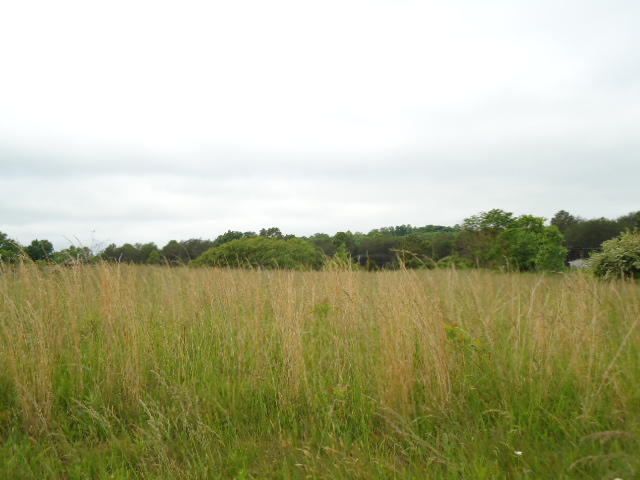 5.03-ac West Cole Road Doyle, TN 38559 - Photo 6 of 19 06