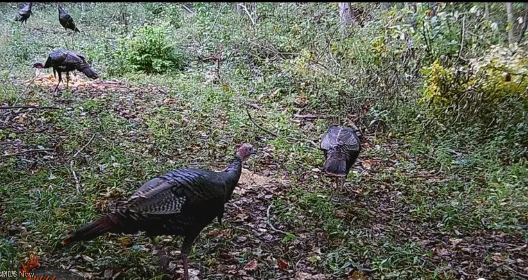 3156 Lake Road Fleming, OH 45729 - Photo 4 of 22 Wildlife seen on property
