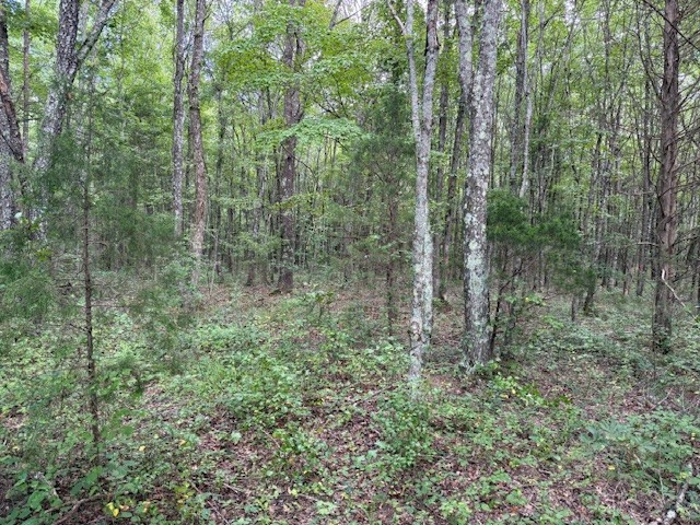 2103 Goforth Road Morrison, TN 37357 - Photo 4 of 4 a view of a forest with trees and bushes