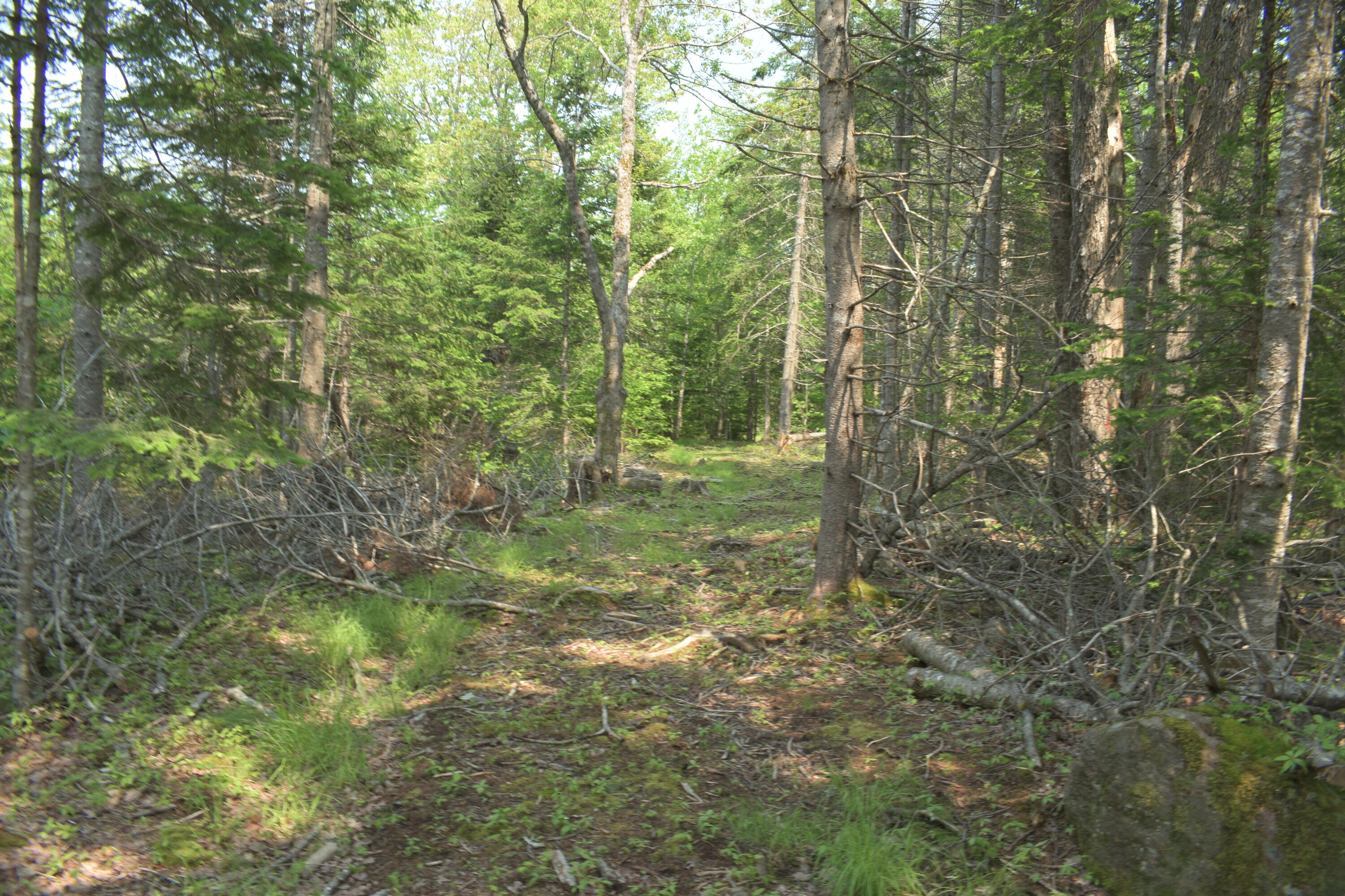 Lot 3-2 Milbridge Road Cherryfield, ME 04622 - Photo 15 of 17 Woods Trail