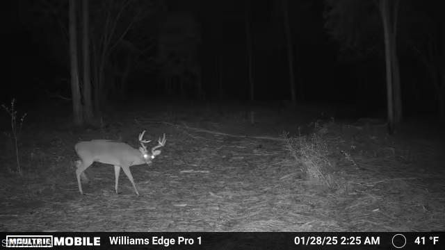1669 Lawrence Road Bonifay, FL 32425 - Photo 3 of 15 Deer!