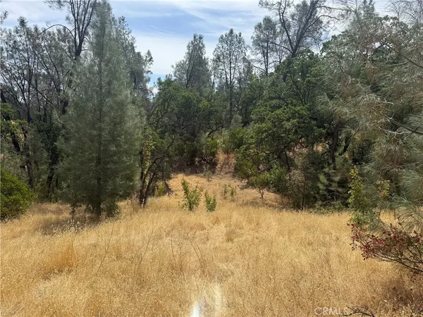 a view of a yard