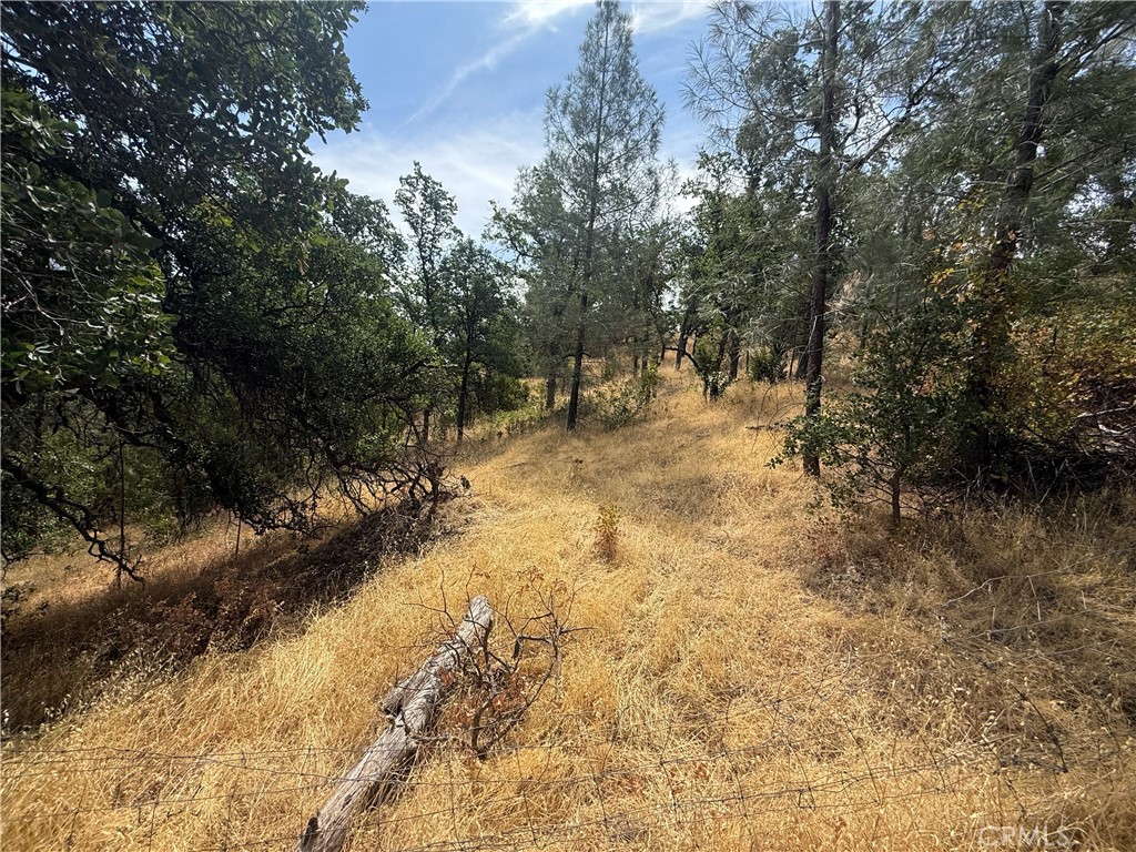 16295 Hillcrest Drive Corning, CA 96021 - Photo 2 of 5 a view of a yard with trees